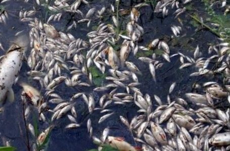RDC-NORD KIVU : LE GAZ SE TROUVANT DANS LE LAC KIVU SERAIT IL LA CAUSE DE DESTRUCTION DES POISSONS ?
