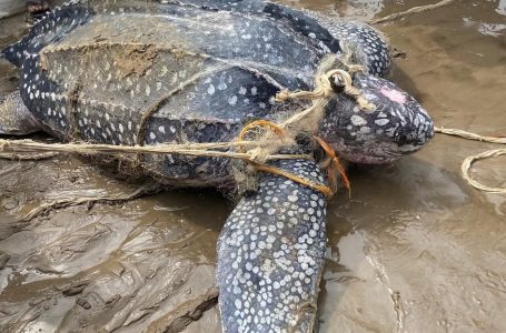 Kongo Central : Les pécheurs de Nsiamfumu à Moanda ont sauvé une Tortue Luth une espèce rare en voie de disparition sur la côte Atlantique en RDC